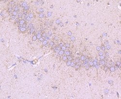 EMMPRIN/CD147 Rabbit anti-Human, Clone: JF1-045, Novus Biologicals 100&mu;L:Antibodies,