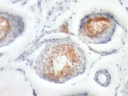 EMMPRIN/CD147 Antibody (BSG/963), Novus Biologicals:Antibodies:Primary