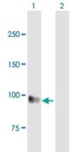 EMR1 Antibody, Novus Biologicals 0.05 mg | Buy Online | Novus Biologicals | Fisher Scientific
