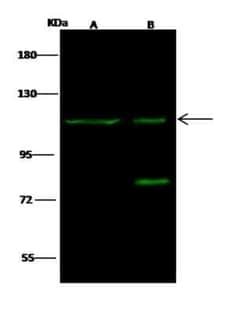 EMR1 Antibody, Novus Biologicals 100 &mu;g; Unconjugated:Antibodies, Polyclonal