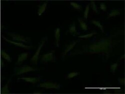 EMX2 Antibody (4D8), Novus Biologicals 0.1 mg | Buy Online | Novus Biologicals | Fisher Scientific