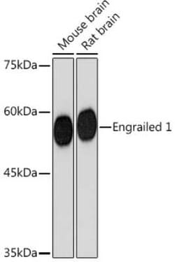 EN1/Engrailed 1 Rabbit anti-Human, Mouse, Rat, Clone: 3B4K8, Novus Biologicals:Antibodies:Primary