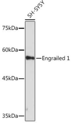 EN1/Engrailed 1 Rabbit anti-Human, Mouse, Rat, Clone: 3B4K8, Novus Biologicals:Antibodies:Primary