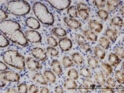 ENDOGL1 Antibody (2F7), Novus Biologicals 0.1 mg | Buy Online | Novus Biologicals | Fisher Scientific