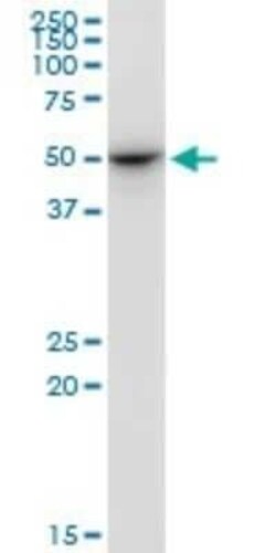 ENDOGL1 Antibody (2F7), Novus Biologicals 0.1 mg | Buy Online | Novus Biologicals | Fisher Scientific