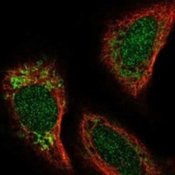 ENDOGL1 Rabbit anti-Human, Polyclonal, Novus Biologicals 25 &mu;g; Unconjugated:Antibodies,