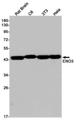 ENO3 Rabbit anti-Human, Mouse, Rat, Clone: S07-5B2, Novus Biologicals 100 &mu;g | Buy Online | Novus Biologicals | Fisher Scientific