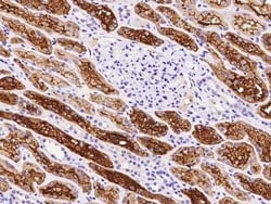 ENOSF1 Antibody, Novus Biologicals 50 &mu;g; Unconjugated:Antibodies, Polyclonal