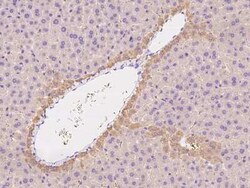ENPP-2/Autotaxin Antibody, Novus Biologicals 100 &mu;g, Unconjugated:Antibodies,