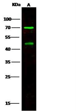ENPP-7/Alk-SMase Antibody, Novus Biologicals:Anticorps:Anticorps primaires
