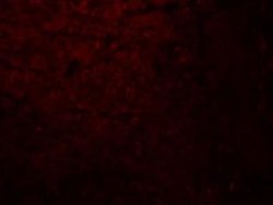 ENT2 Antibody - BSA Free, Novus Biologicals 0.1 mg; Unconjugated:Anticorps,