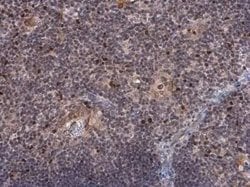 EOMES Antibody, Novus Biologicals 100 &mu;g | Buy Online | Novus Biologicals | Fisher Scientific