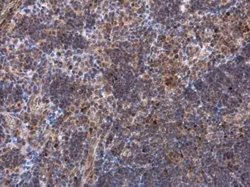 EOMES Antibody, Novus Biologicals 100 &mu;g | Buy Online | Novus Biologicals | Fisher Scientific