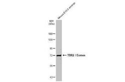 EOMES Antibody, Novus Biologicals 100 &mu;g | Buy Online | Novus Biologicals | Fisher Scientific