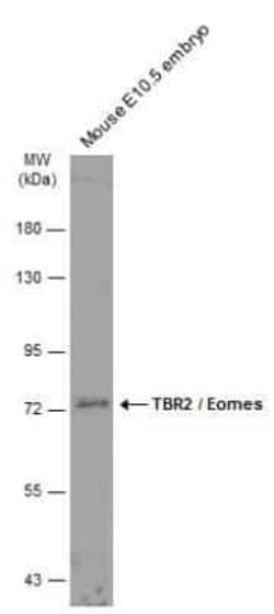 EOMES Antibody, Novus Biologicals 100 &mu;g | Buy Online | Novus Biologicals | Fisher Scientific