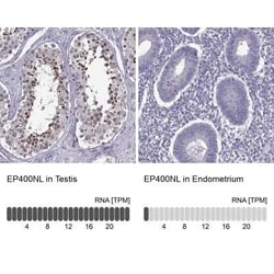 EP400NL Antibody, Novus Biologicals:Antibodies:Primary Antibodies