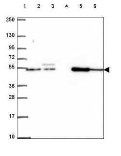EP400NL Antibody, Novus Biologicals:Antibodies:Primary Antibodies