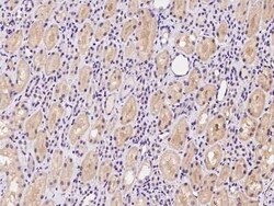 EPOP Antibody, Novus Biologicals 50 &mu;g | Buy Online | Novus Biologicals | Fisher Scientific