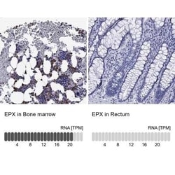 EPX Rabbit anti-Human, Polyclonal, Novus Biologicals:Antibodies:Primary