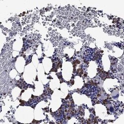 EPX Rabbit anti-Human, Polyclonal, Novus Biologicals:Antibodies:Primary