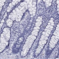 EPX Rabbit anti-Human, Polyclonal, Novus Biologicals:Antibodies:Primary