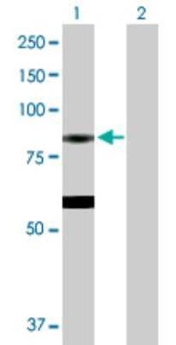 Novus Biologicals EPX Antibody, Novus Biologicals 0.1 mg | Buy Online | Novus Biologicals&trade; | Fisher Scientific