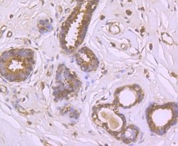 ER Membrane Protein Complex Subunit 10 Rabbit anti-Human, Mouse, Polyclonal,