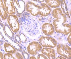ER Membrane Protein Complex Subunit 10 Rabbit anti-Human, Mouse, Polyclonal,