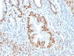 ER alpha/NR3A1 Antibody (ER506), Novus Biologicals:Antibodies:Primary Antibodies