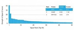 ER alpha/NR3A1 Antibody (ER506), Novus Biologicals:Antibodies:Primary Antibodies