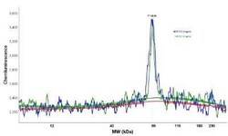ER alpha/NR3A1 Antibody (ER506), Novus Biologicals:Antibodies:Primary Antibodies