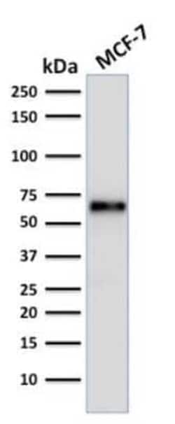 ER alpha/NR3A1 Antibody (ER506), Novus Biologicals:Antibodies:Primary Antibodies