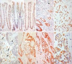 ER beta/NR3A2 Antibody (57/3) - Azide and BSA Free, Novus Biologicals 0.025