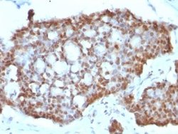ER beta/NR3A2 Antibody (ERb455), Novus Biologicals 0.1mg; Unlabeled:Antibodies,
