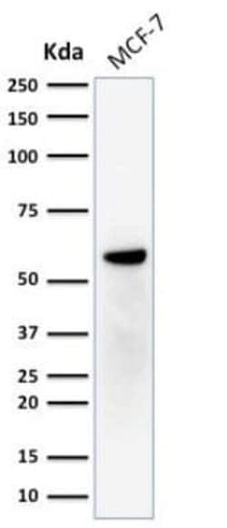 ER beta/NR3A2 Antibody (ERb455), Novus Biologicals 0.1mg; Unlabeled:Antibodies,