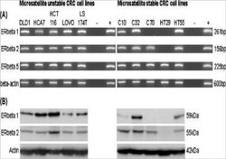 ER beta/NR3A2 Antibody (PPG5/25) - Azide and BSA Free, Novus Biologicals
