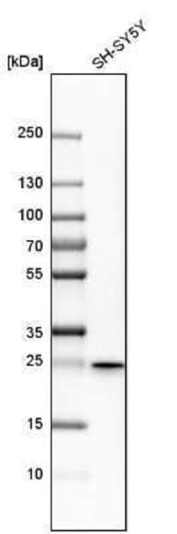 ERAB Antibody, Novus Biologicals 0.1 mL; Unconjugated:Antibodies, Polyclonal