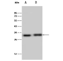ERAS Antibody, Novus Biologicals:Antibodies:Primary Antibodies