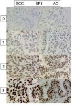 ERCC1 Antibody (8F1) - Azide and BSA Free, Novus Biologicals 0.1 mL; Unconjugated:Antibodies,