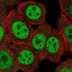 ERF Antibody, Novus Biologicals:Antibodies:Primary Antibodies
