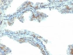 ERG Antibody (ERG/2107) - Azide and BSA Free, Novus Biologicals 100 &mu;g;
