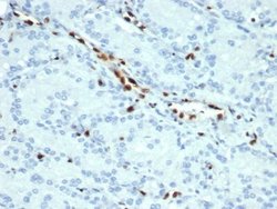 ERG Antibody (ERG/22R) - Azide and BSA Free, Novus Biologicals 100 &mu;g | Buy Online | Novus Biologicals | Fisher Scientific