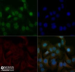 ERG Antibody - BSA Free, Novus Biologicals 0.1mg:Antibodies, Polyclonal