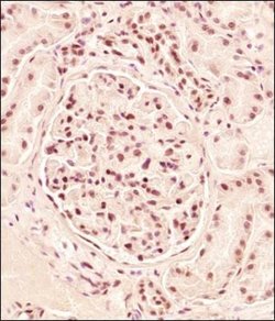 ERG Antibody - BSA Free, Novus Biologicals 0.1mg:Antibodies, Polyclonal