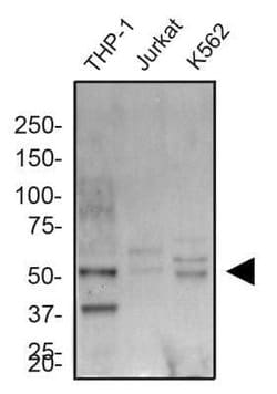 ERG Antibody - BSA Free, Novus Biologicals 0.1mg:Antibodies, Polyclonal