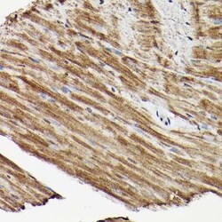 ERK1/2 Antibody - Azide and BSA Free, Novus Biologicals:Antibodies:Primary