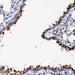 ERK1/2 Antibody - Azide and BSA Free, Novus Biologicals:Antibodies:Primary