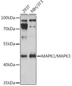 ERK1/2 Antibody - Azide and BSA Free, Novus Biologicals:Antibodies:Primary