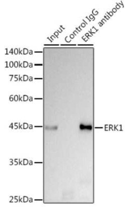 ERK1 Rabbit anti-Human, Mouse, Rat, Clone: 0B0C1, Novus Biologicals 100