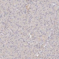 ERK2 Antibody, Novus Biologicals 25 &mu;L; Unconjugated:Antibodies, Polyclonal